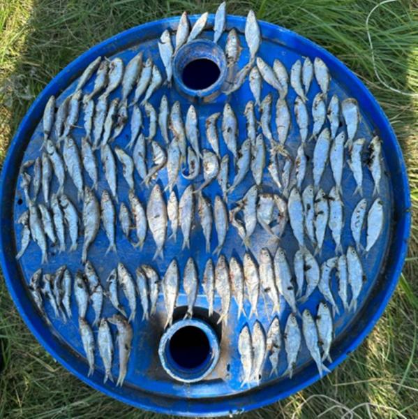 Волгодонские браконьеры выловили из Цимлянского водохранилища 120 рыб