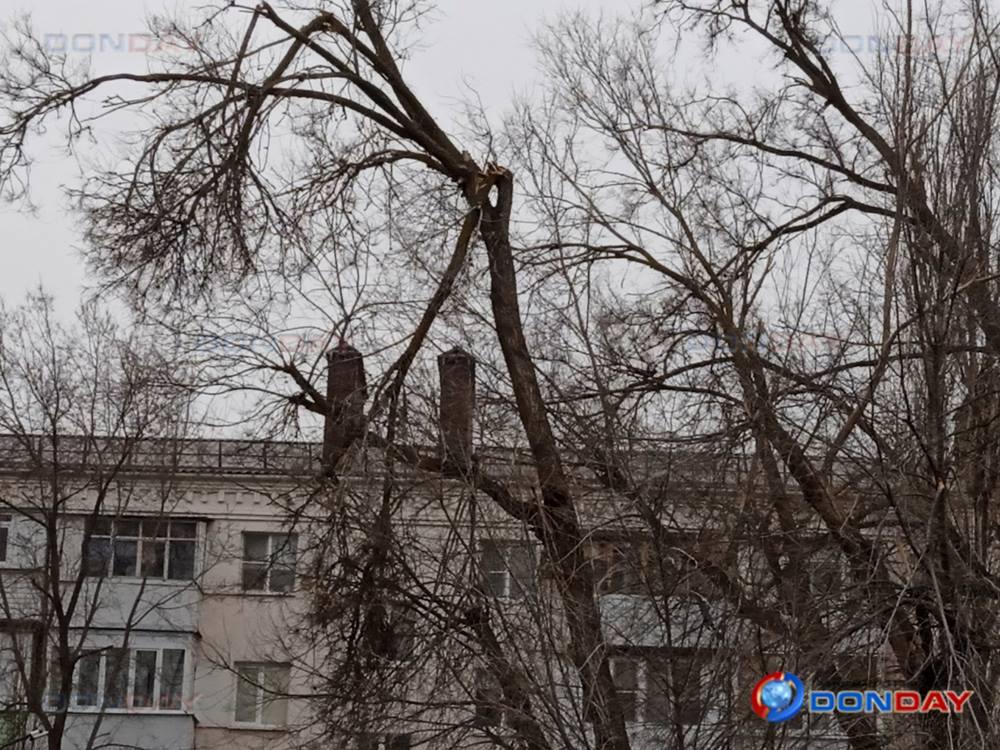 Ветка, свисающая над детской площадкой на Ленина, угрожает жизни юных волгодонцев