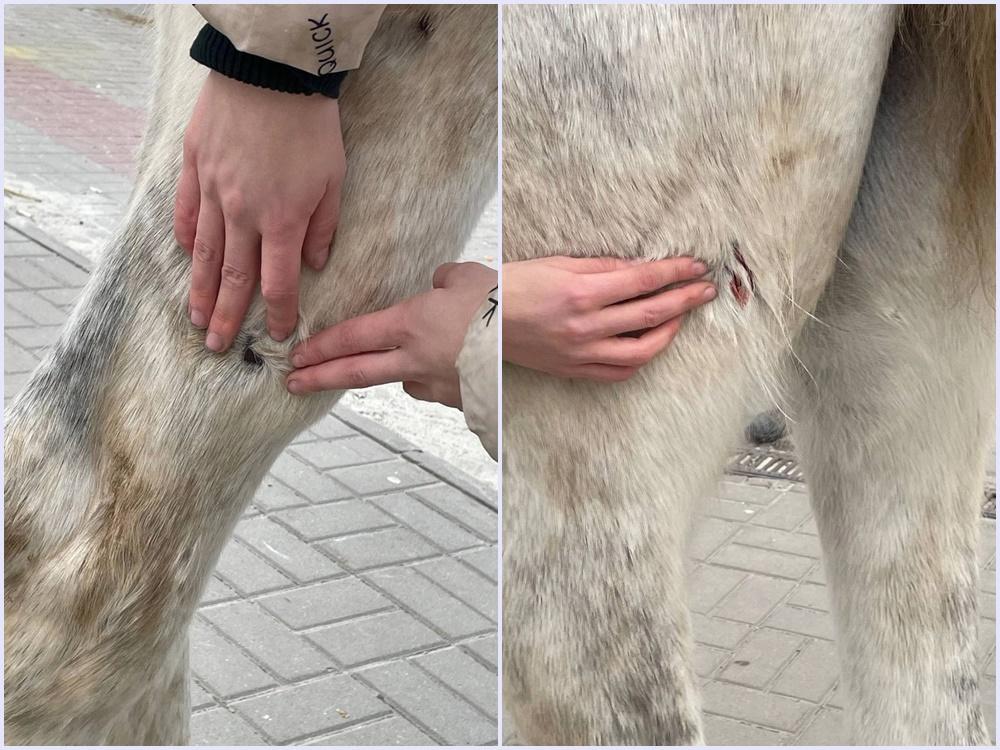 Наездница госпитализирована в больницу после удара копытом лошади в Волгодонске