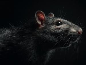 Волгодонцев предупредили об опасном заболевании, передающемся от грызунов