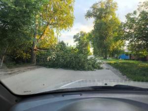 В Волгодонске рухнувшее дерево перегородило дорогу