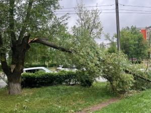 В Волгодонске во время шторма рухнули десятки деревьев