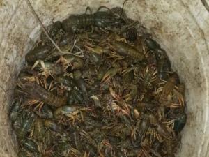 Браконьеры из Цимлянского района выловили более 400 раков