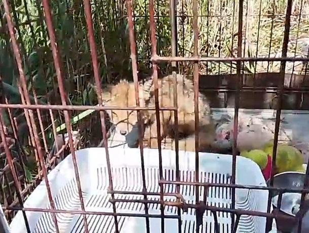 Ветеринар из Цимлянска спасла лисенка с травмой и паразитами