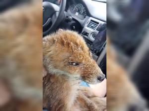 Ветеринар из Цимлянска спасла лисенка с травмой и паразитами