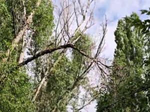 Над пешеходной дорожкой в центре старой части Волгодонска повисли сухие ветки