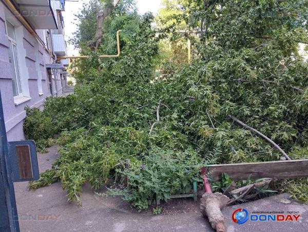 Рухнувшее возле дома на Ленина дерево, чуть не убило жительницу Волгодонска