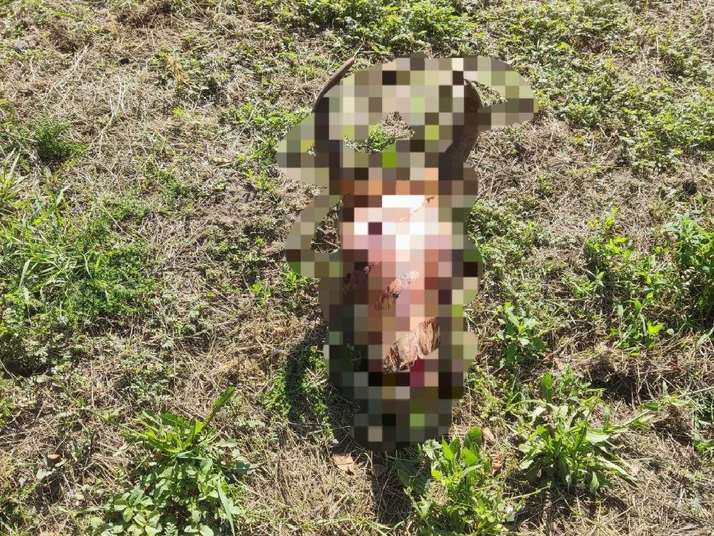 В Волгодонске у многоквартирного дома обнаружили черепа коров
