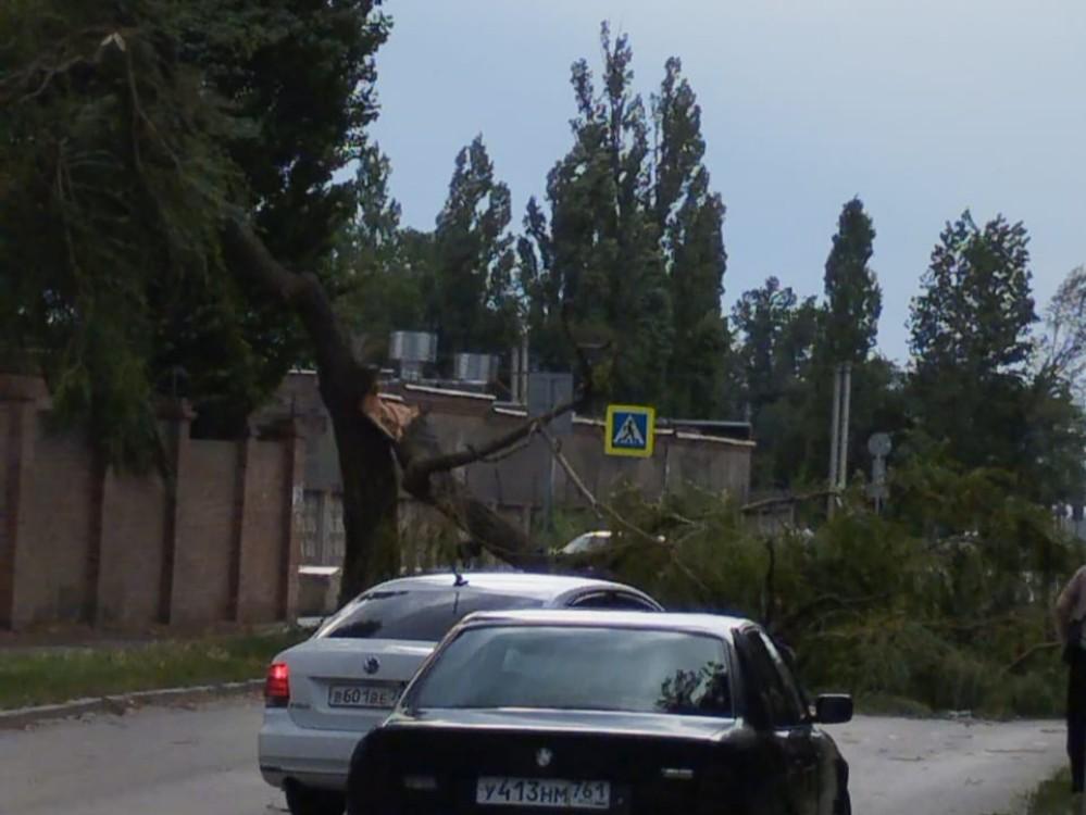 В Волгодонске дерево рухнуло на проезжую часть