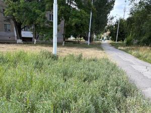 Улица Черникова в Волгодонске утопает в сорняках