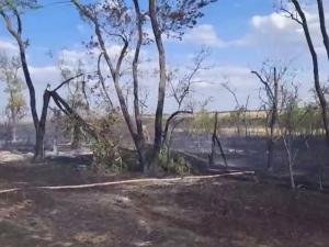 В Цимлянском районе ликвидировали крупный природный пожар