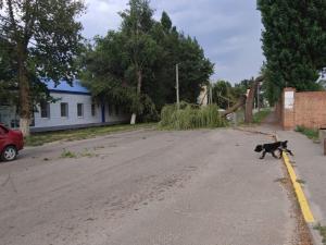 В Волгодонске дерево рухнуло на проезжую часть