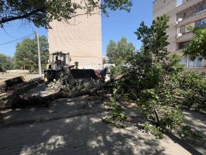 В Волгодонске убрали упавшее на улице Морской абрикосовое дерево