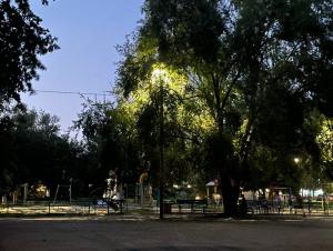 В Волгодонске игнорируют обрезку деревьев, закрывающих освещение в Дубовой роще
