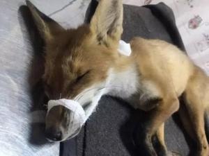 В Волгодонском районе сняли карантин по бешенству у лисы