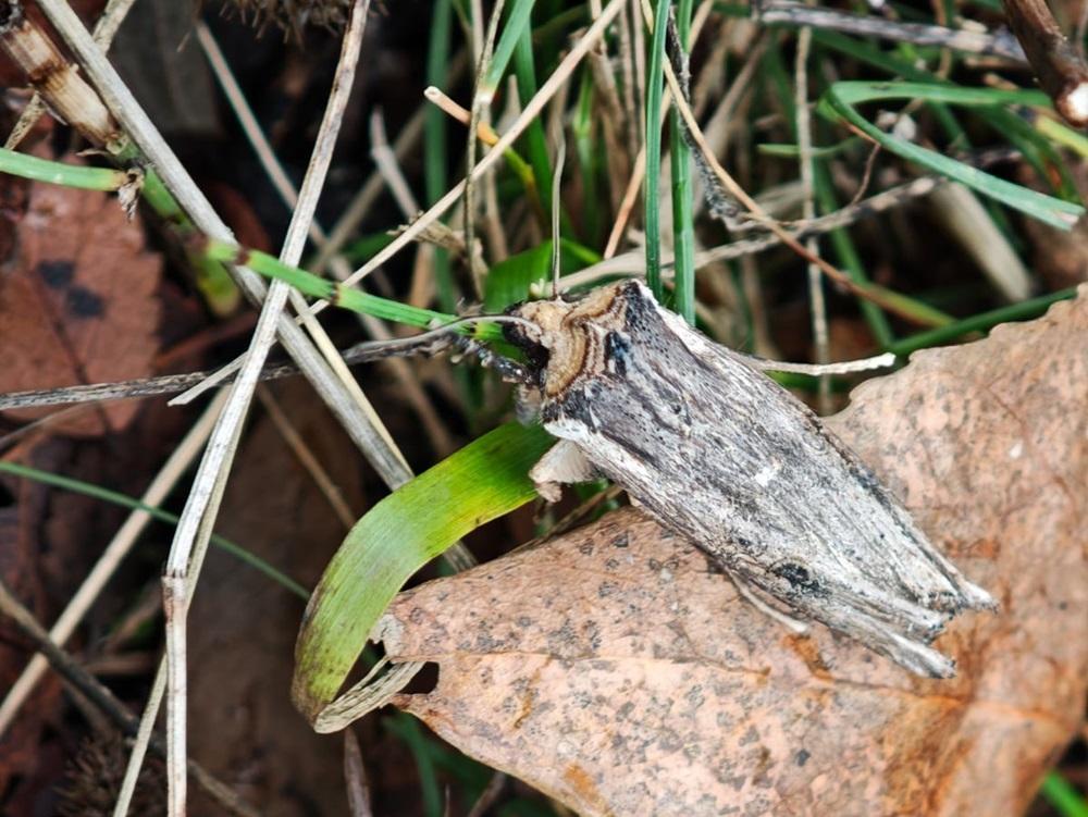 В Волгодонском районе обнаружили редкую бабочку, уничтожающую растения