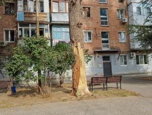 Жители Волгодонска просят спилить сухое дерево