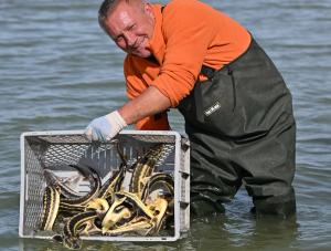 Около 1500 особей русского осетра выпущено в водоем-охладитель Ростовской АЭС для борьбы с водной растительностью