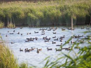 В Ростовской области открылся сезон охоты на водоплавающую дичь