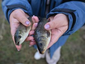 Ростовская АЭС выпустила в Цимлянское водохранилище около миллиона мальков сазана и белого амура