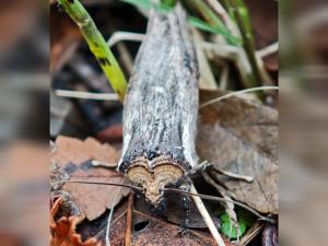 В Волгодонском районе обнаружили редкую бабочку, уничтожающую растения