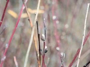 В Цимлянском районе в ноябре у вербы появились почки
