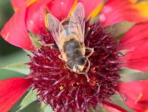 В Цимлянском районе обнаружили полезную муху