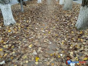 Жители Волгодонска жалуются на заваленный листвой тротуар