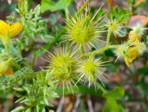 В Волгодонском районе владельцы запущенных участков заплатят земельный налог в пять раз больше
