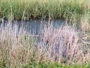 Росприроднадзор проверит информацию о загрязнении реки Быстрая в Морозовском районе