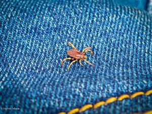 Теплолюбивые клещи в Волгодонске еще не ушли в спячку