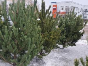 В Волгодонске к Новому году хотят открыть 29 елочных базаров