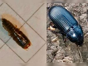 Волгодонцев предупредили о нашествии опасного жука