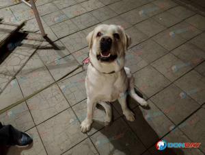 Жители Волгодонска просят оборудовать площадки для выгула собак