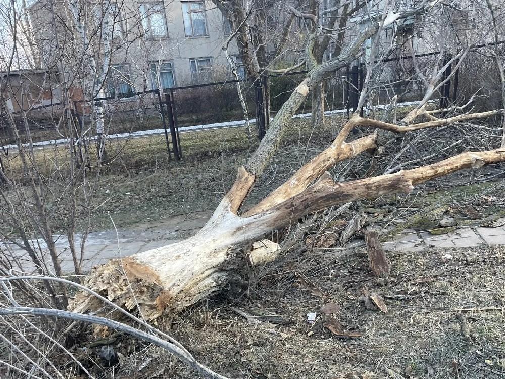 Поваленные деревья, оборванные провода и травмы: Волгодонск снова оказался не готов к непогоде