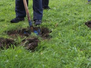 В Волгодонске в декабре занялись высадкой саженцев деревьев