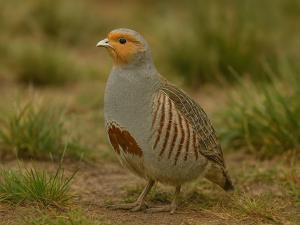 С 7 декабря в Ростовской области запрещена охота на серую куропатку