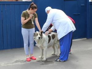 В Волгодонске проведут бесплатную вакцинацию домашних питомцев от бешенства