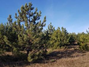 Волгодонцам грозит штраф или тюрьма за незаконную рубку елок