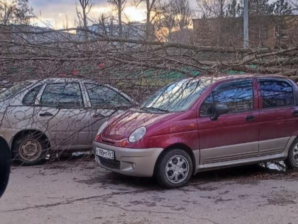 Поваленные деревья, оборванные провода и травмы: Волгодонск снова оказался не готов к непогоде