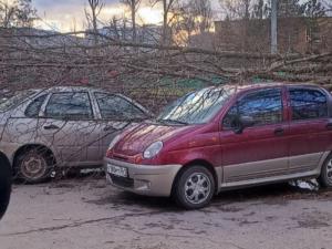 Поваленные деревья, оборванные провода и травмы: Волгодонск снова оказался не готов к непогоде