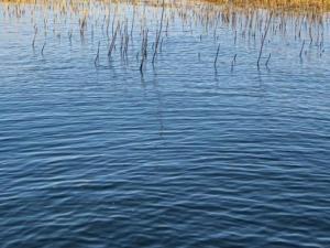 В Ростовской области ввели штрафы за нарушение правил поведения на воде