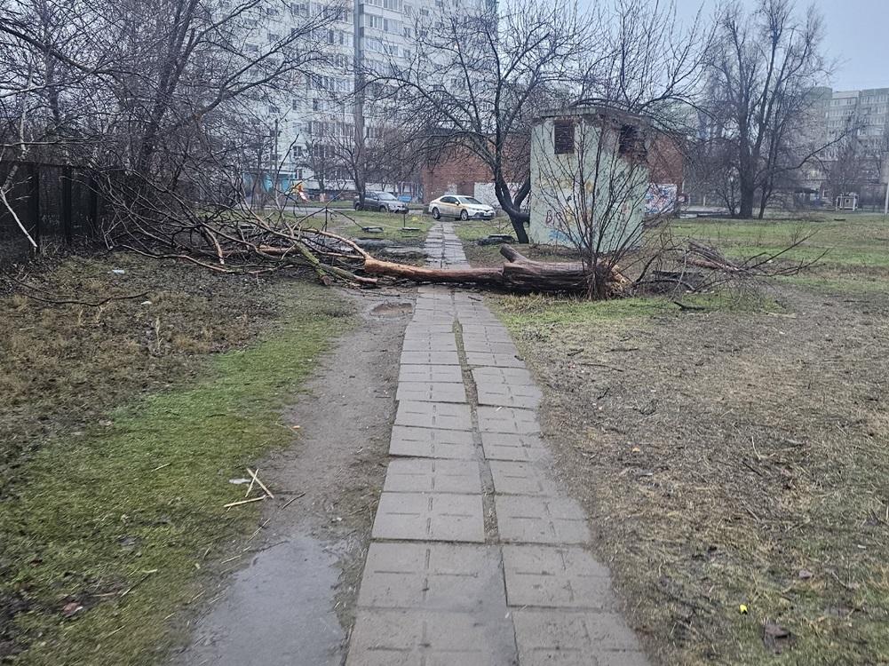 Жители квартала В-9 в Волгодонске сообщают об открытом люке и упавшем дереве у школы