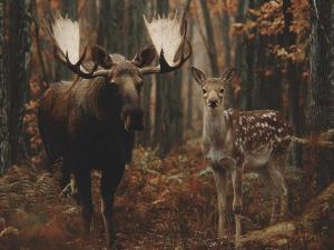 В Ростовской области с 10 января запретили охоту на копытных животных