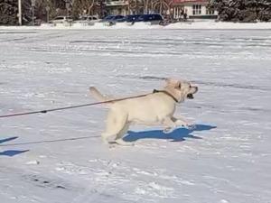 Ветеринары Волгодонска напомнили правила зимних прогулок с собаками
