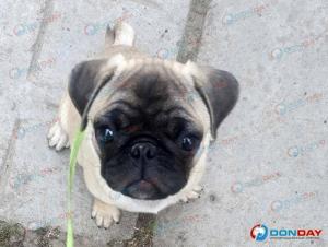 В Волгодонске пройдет первый в 2026 году день льготной стерилизации животных