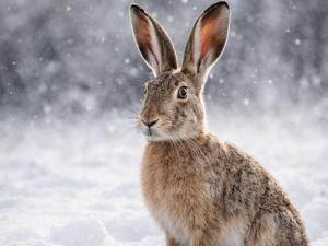 С 31 января в Волгодонске завершится сезон охоты на зайца-русака
