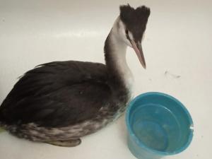 Жители Волгодонска все чаще находят на суше утку чомгу