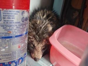 Истощение и чесотка: ветеринар из Волгодонска спасает енотовидную собаку