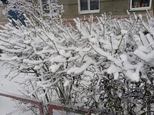 На предстоящей неделе в Волгодонске снова пойдет снег